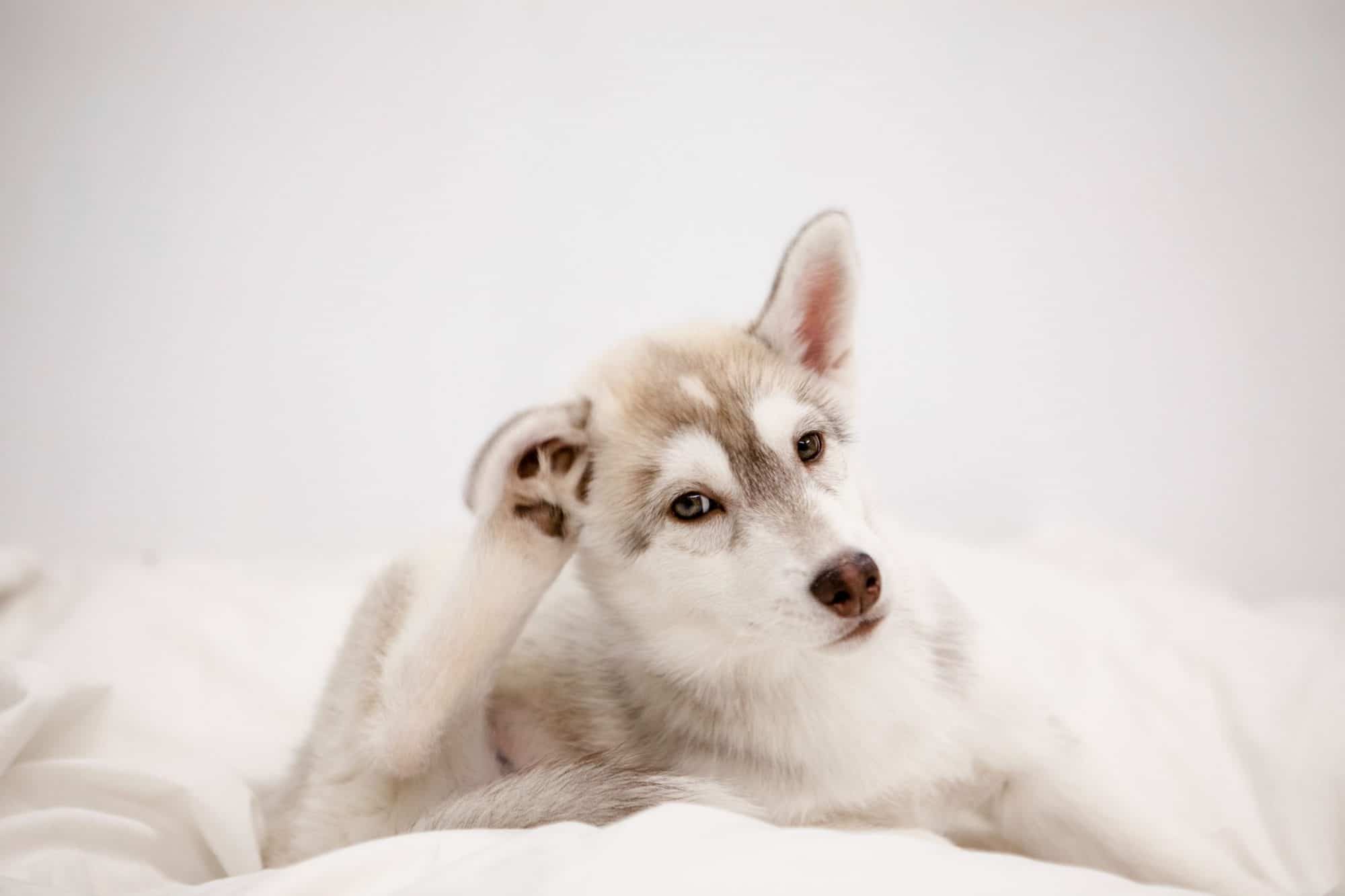 A dog scratching his ear.
