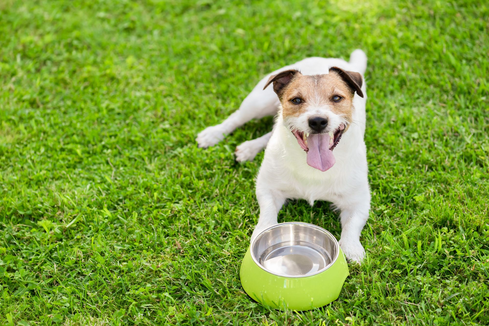A dog outside in front of a water bowl.