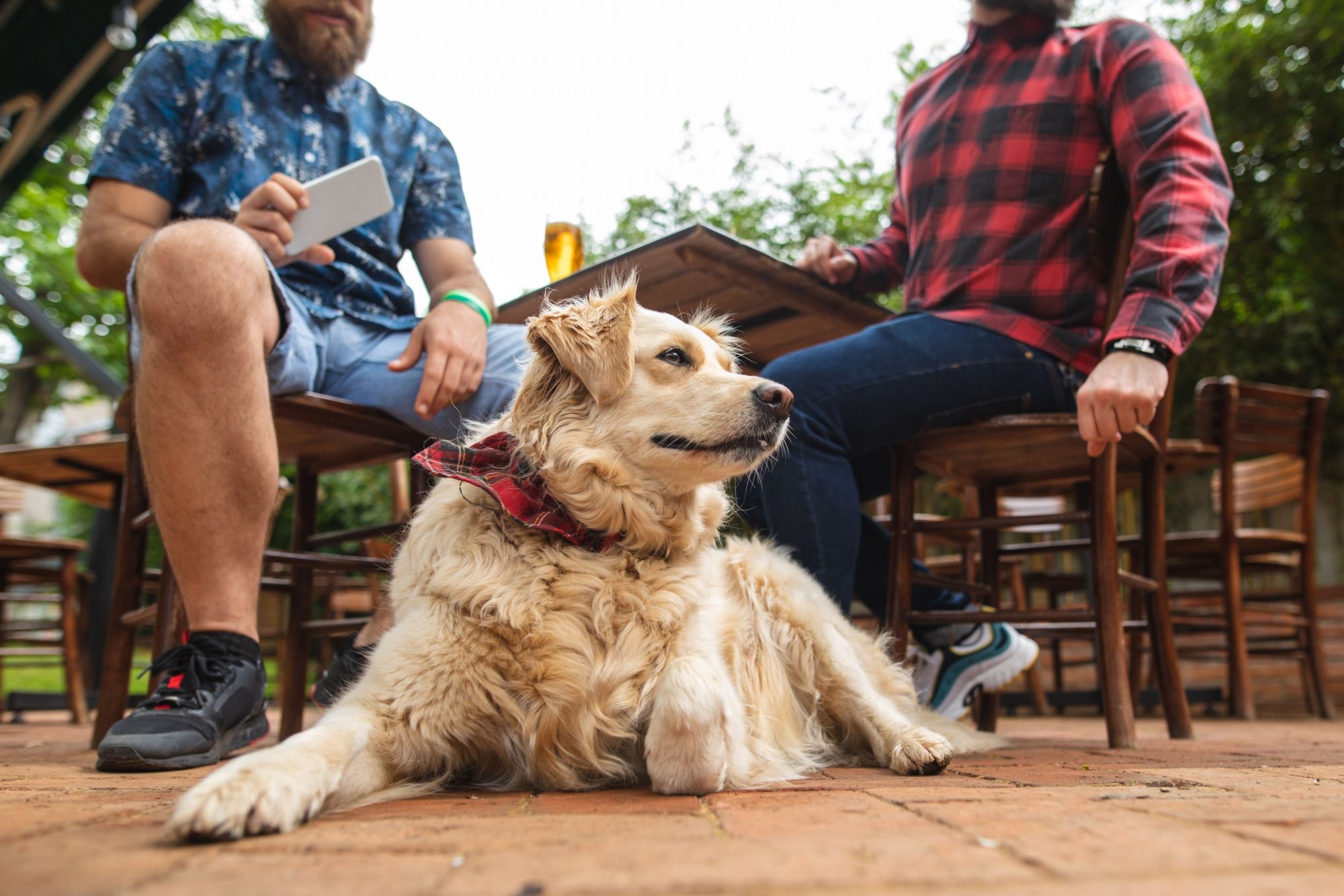 Dog with red bandana on a patio.