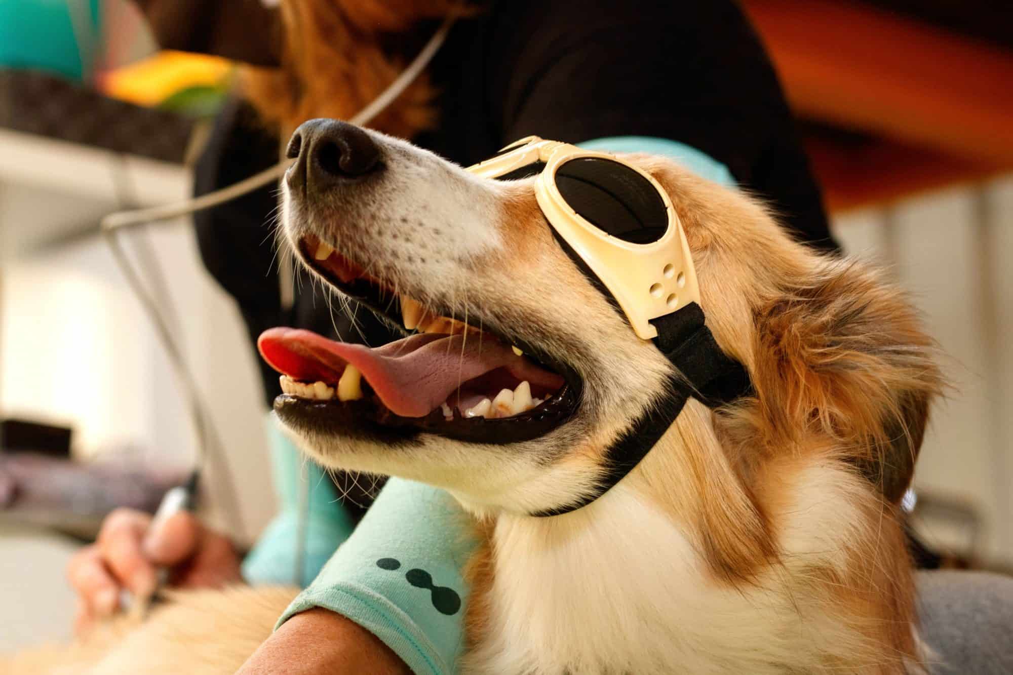 Laser therapy for pets.