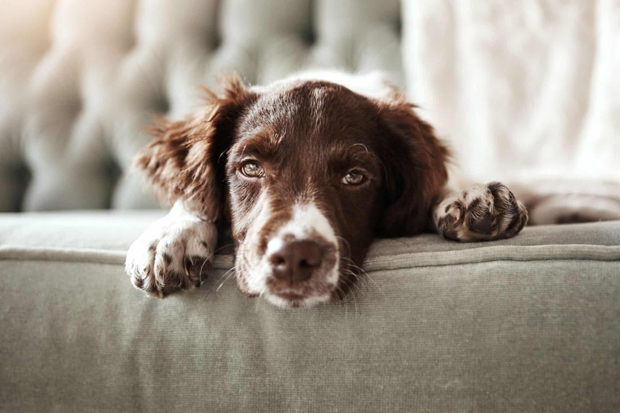 Disc disease in dogs.