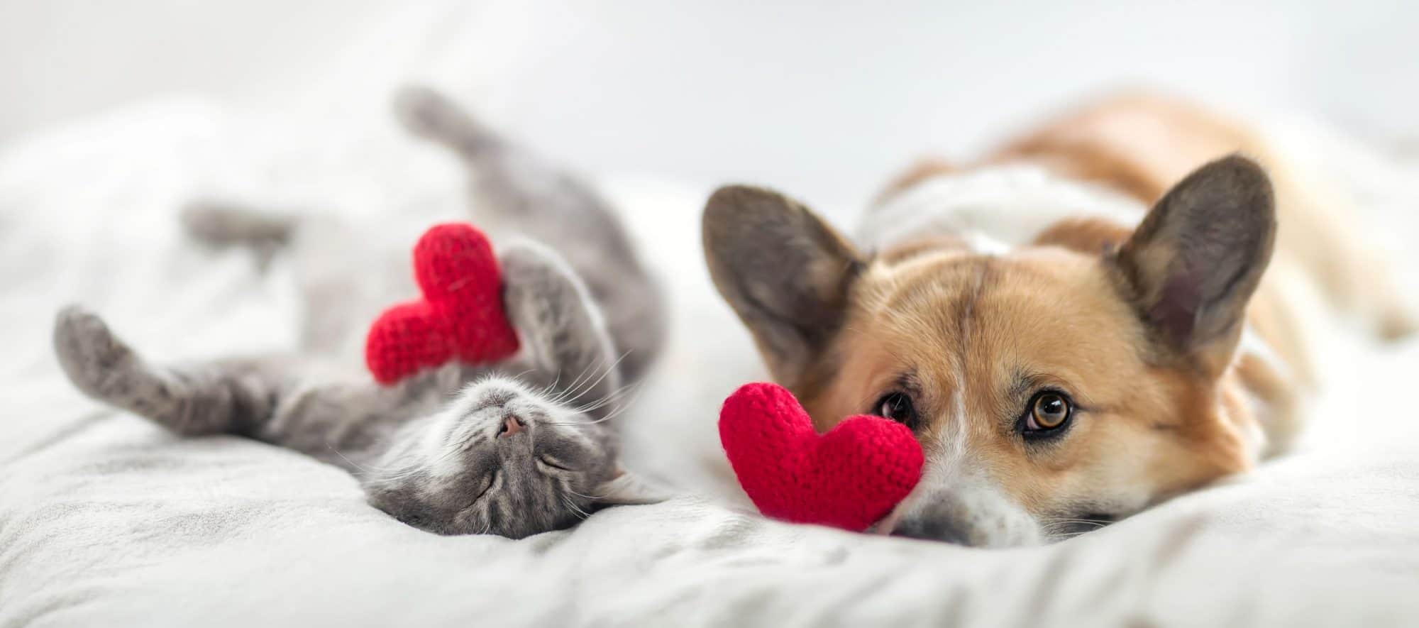Cat and dog with hearts.