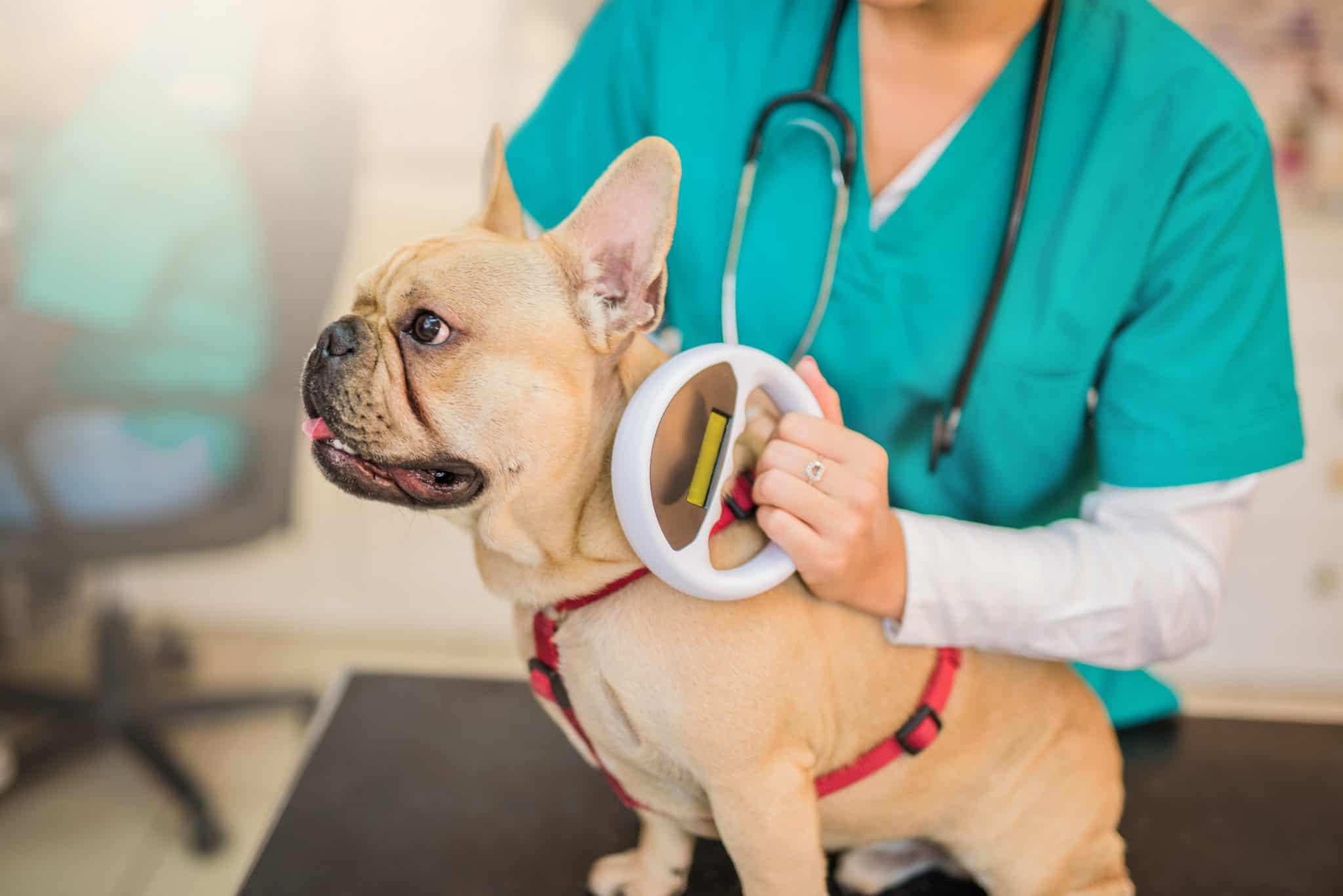 Microchip Month: Why Microchipping Your Pet Is So important | Caring