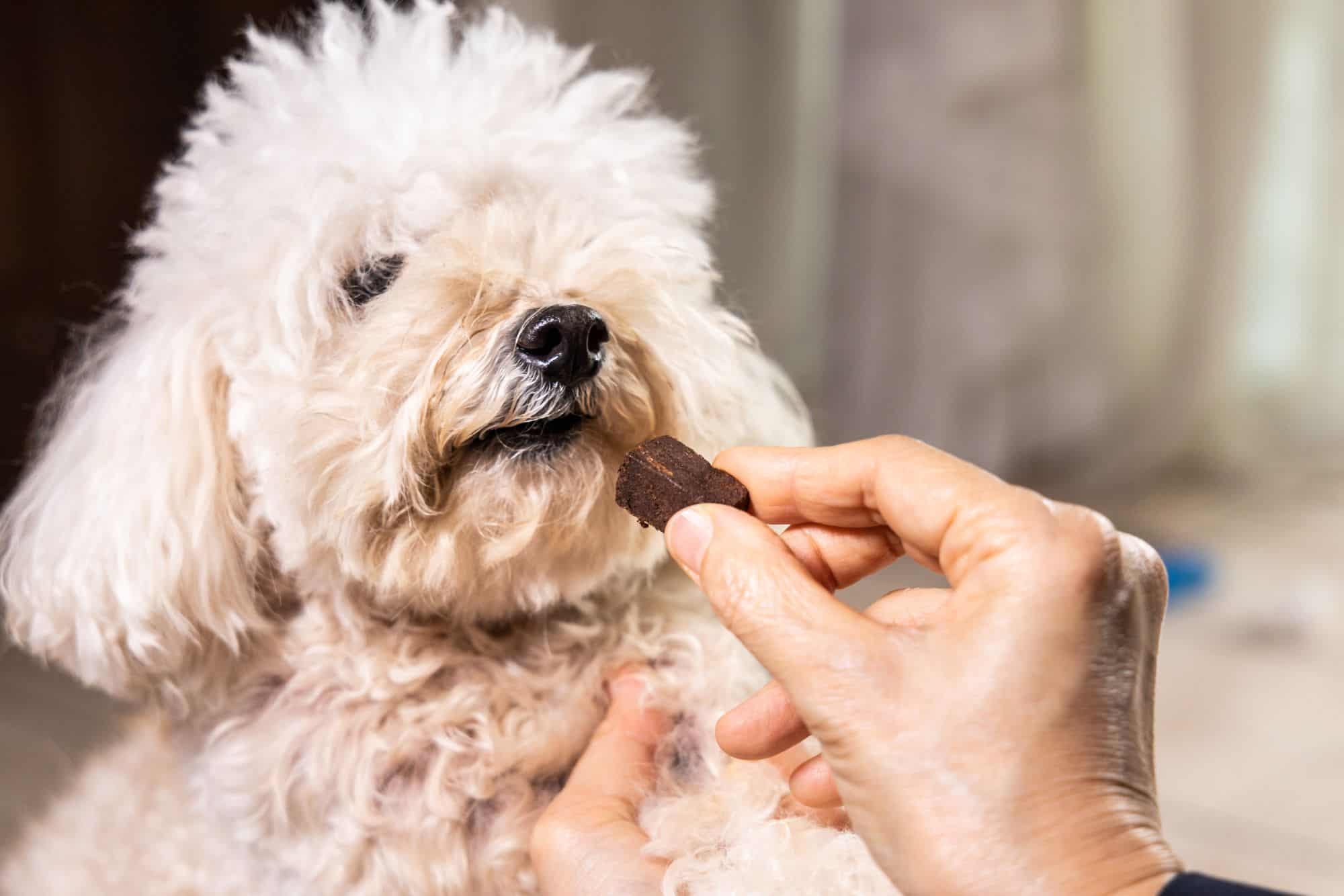 Giving dog heartworm chewable.