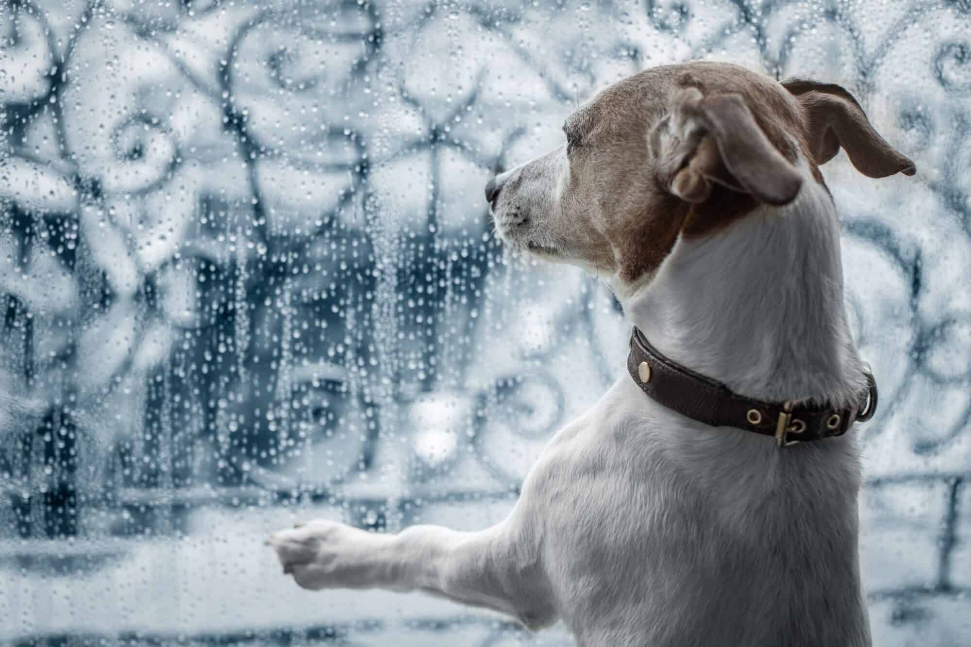 dog looking out a window at a storm.