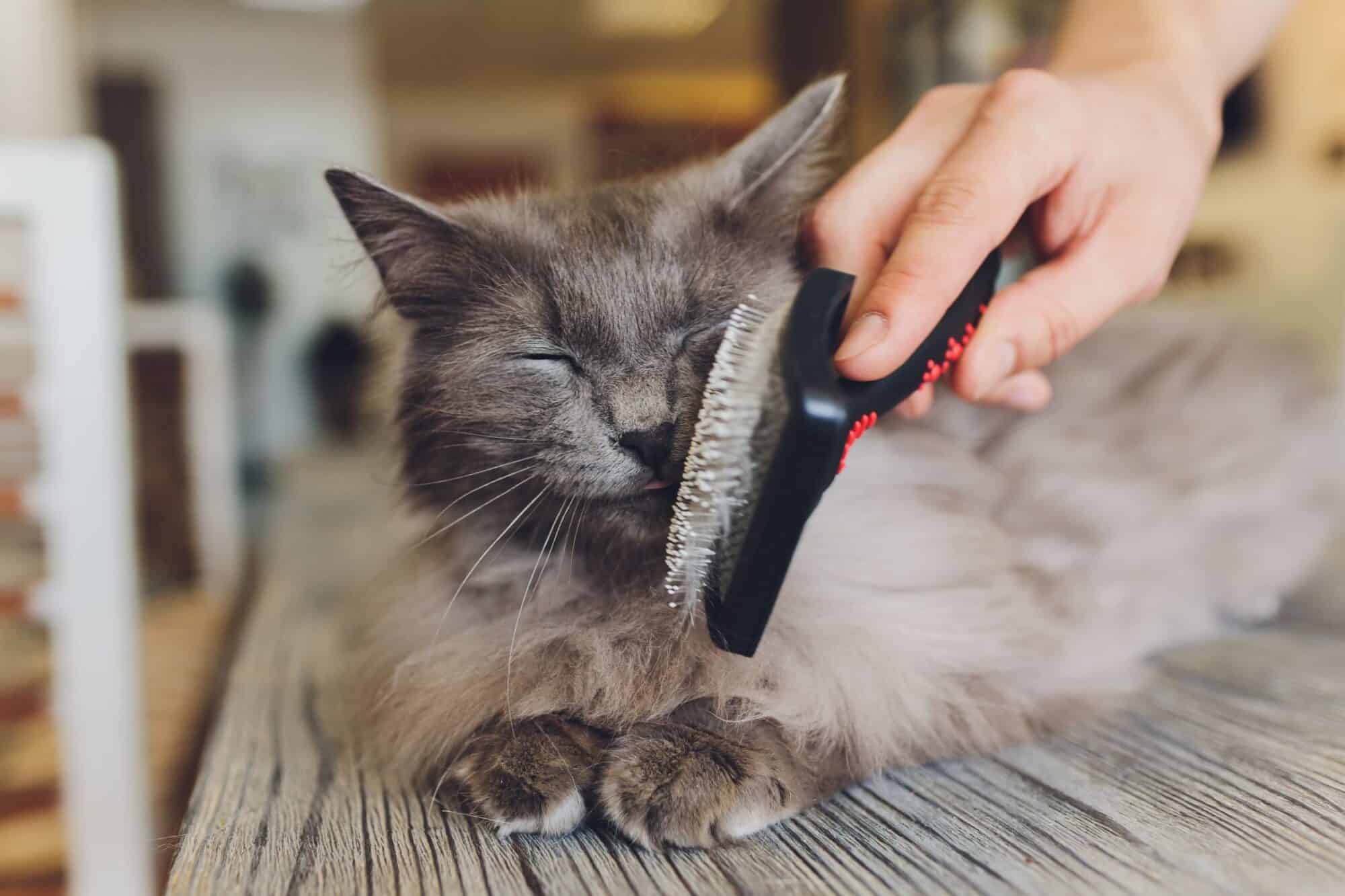 brushing cat.