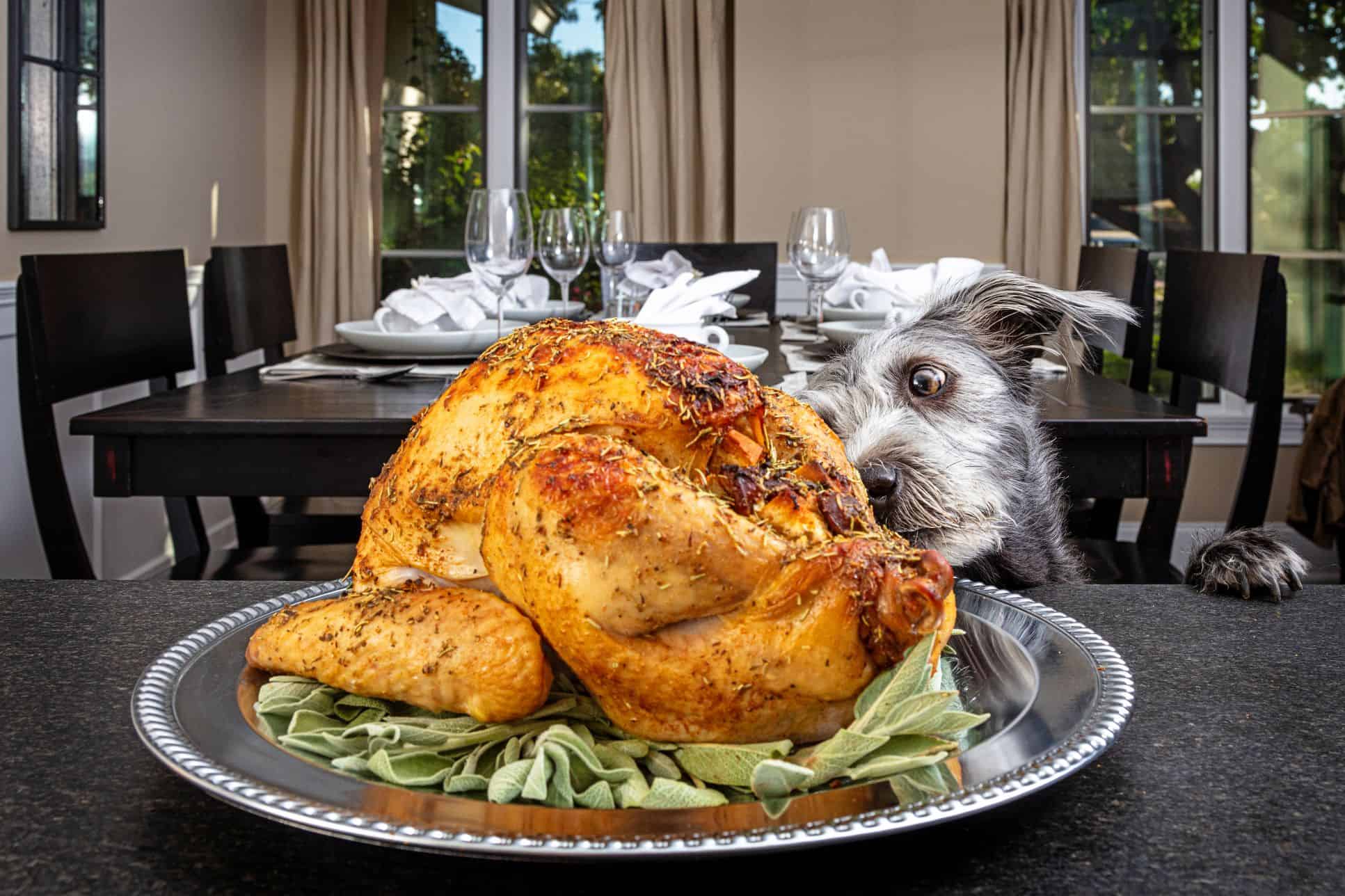 dog eating turkey.