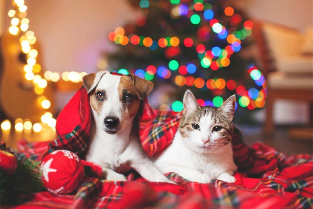 cat and dog under the tree.