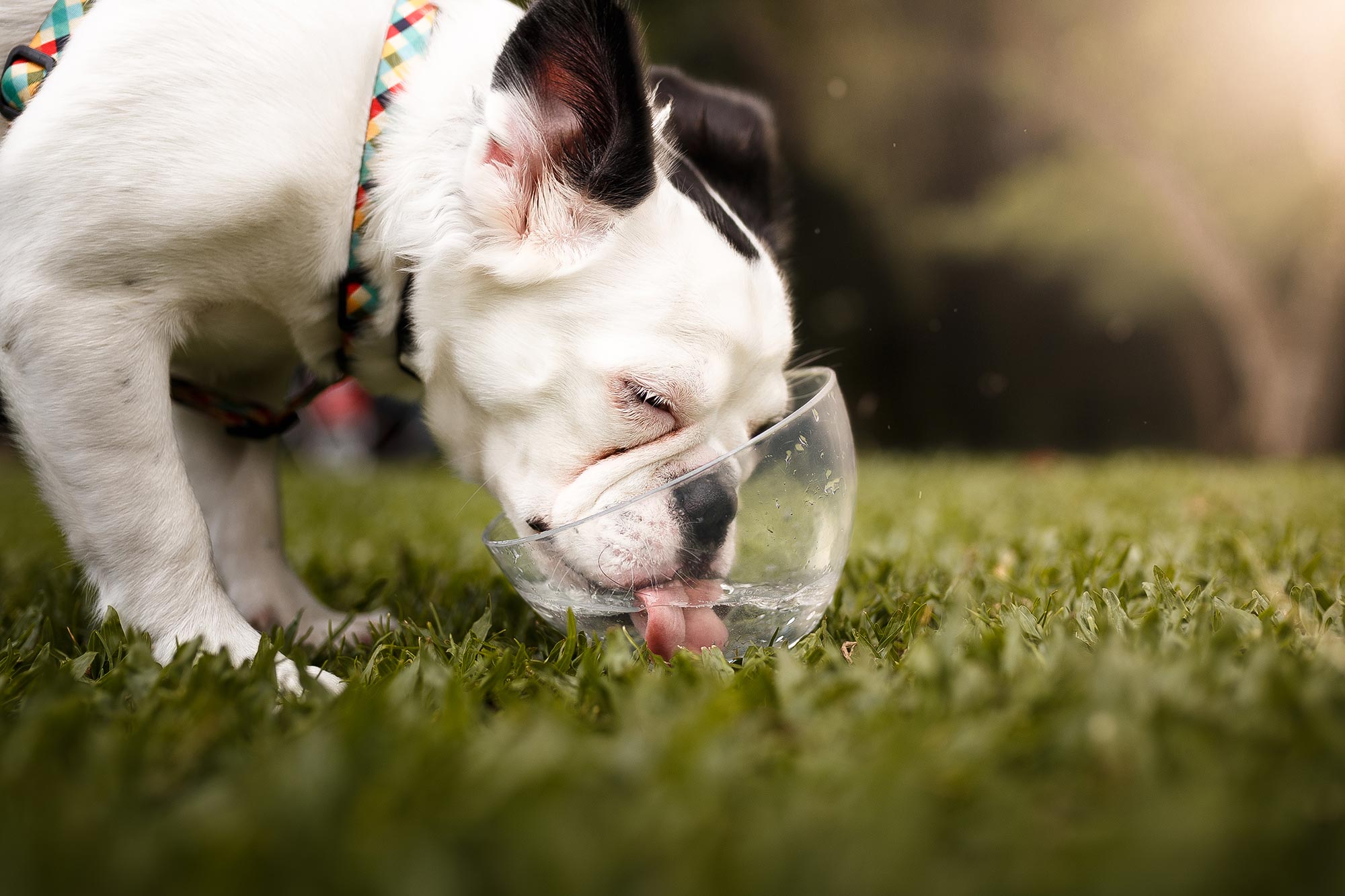 dog drinking water out of a bowl on a hot day
