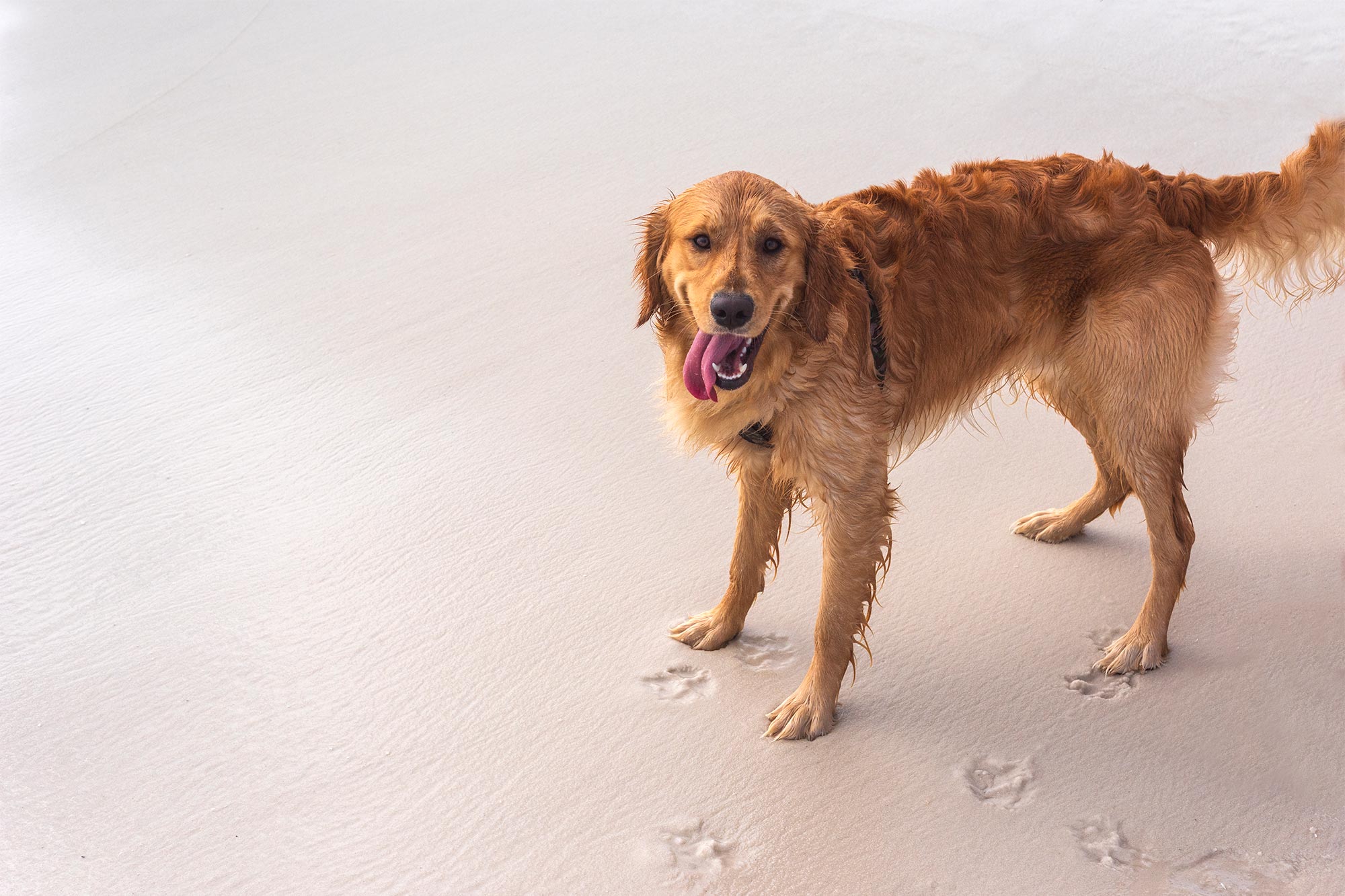 happy golden retriever at the beach