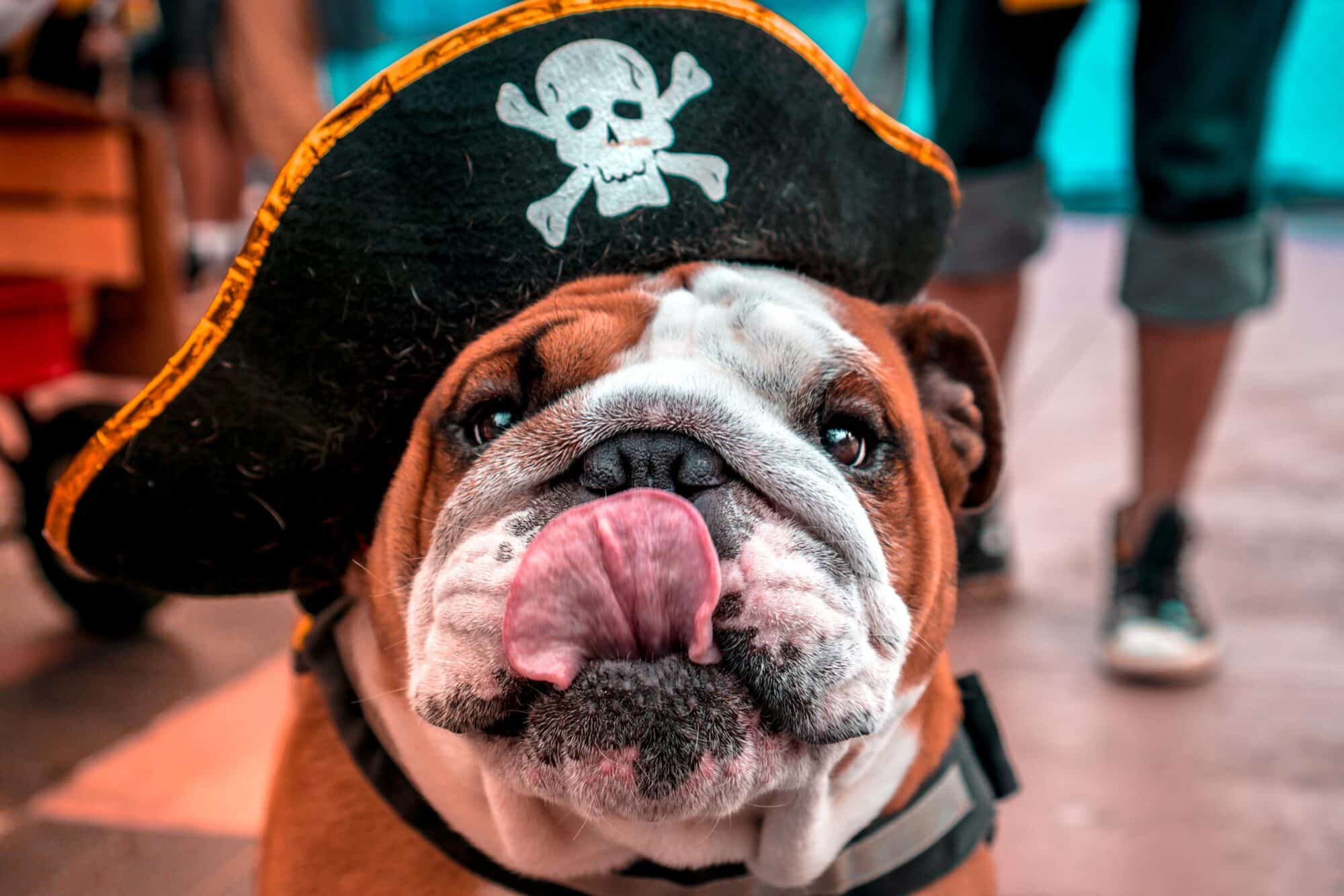 Bulldog with tounge out wearign a pirate hat.