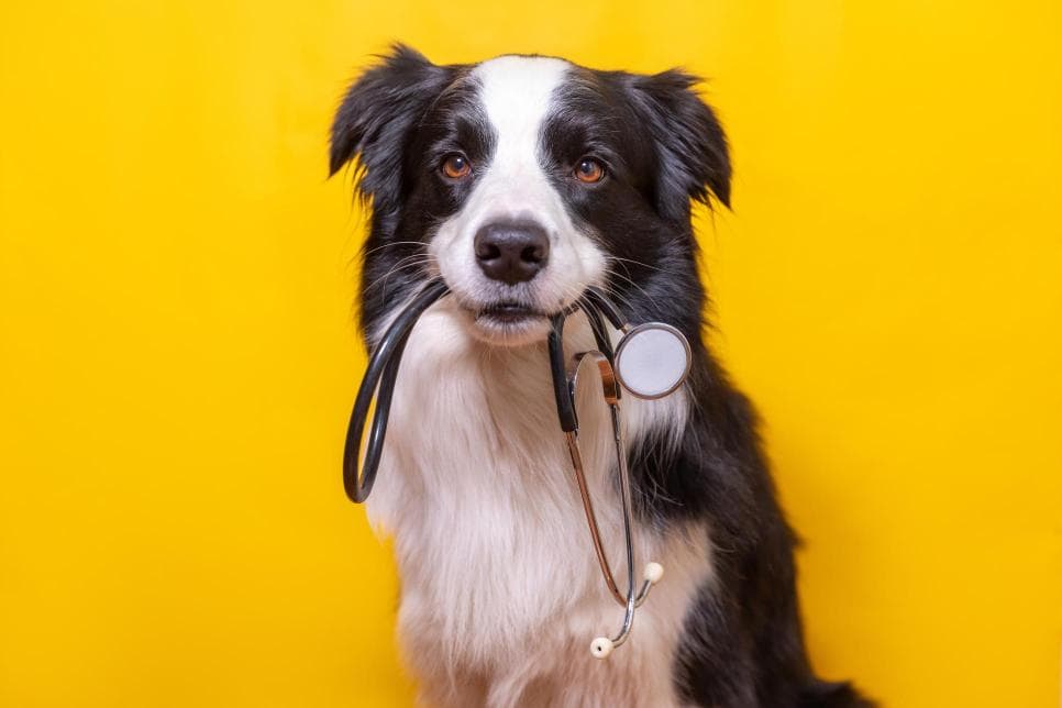 Border Collie Puppy Holding Stethoscope in Mouth.
