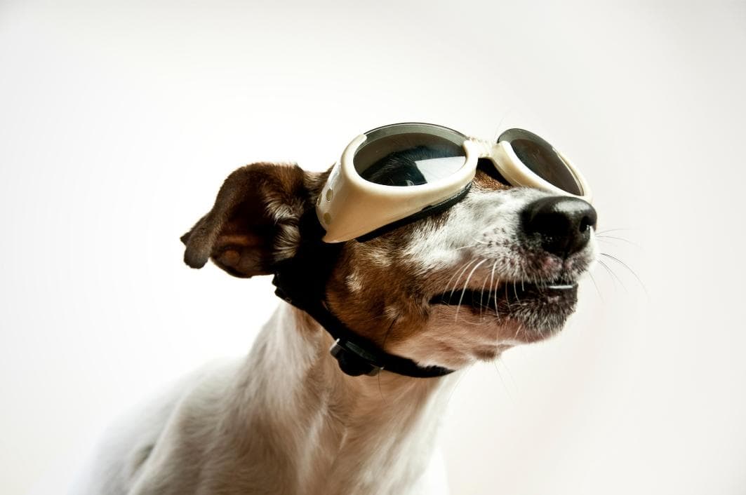 dog wearing protective glasses.