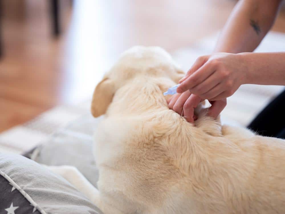 flea and tick precention for a dog.