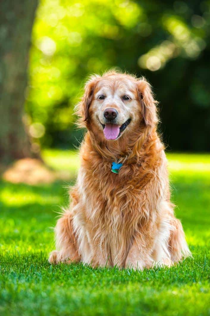 senior golden retriever sitting outside.