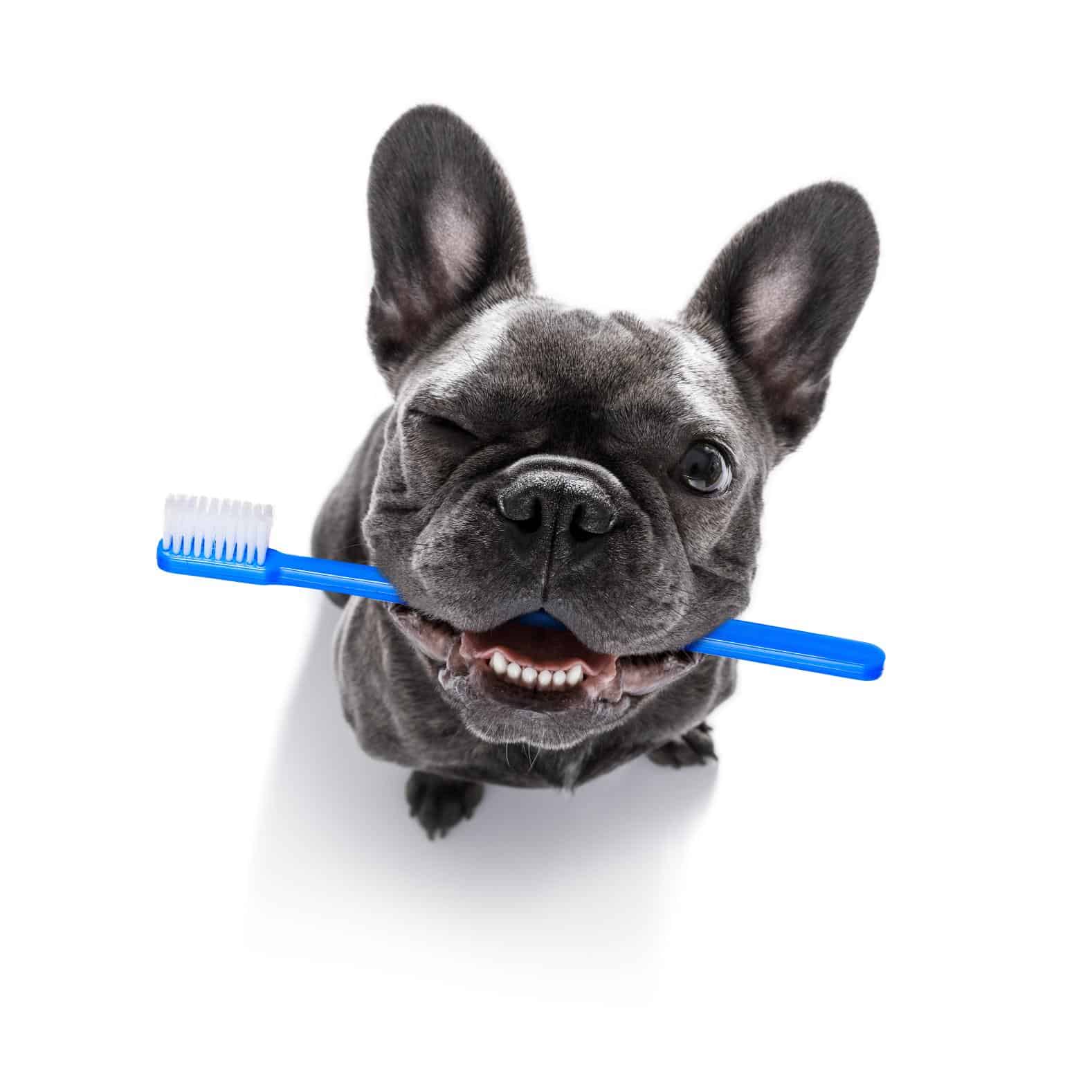 French Bulldog holding toothbruth in its mouth.