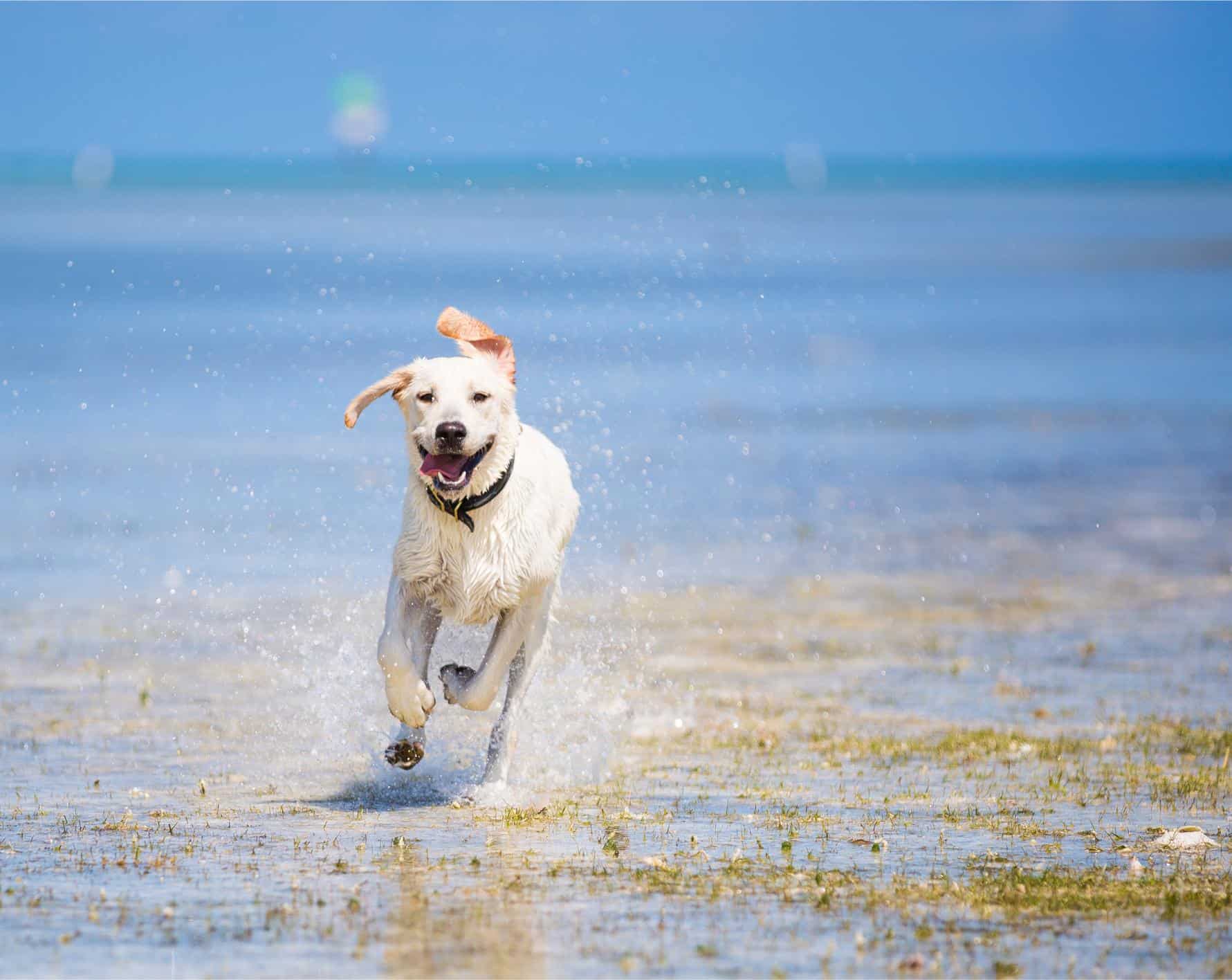 Labrador retriever running at the beach.