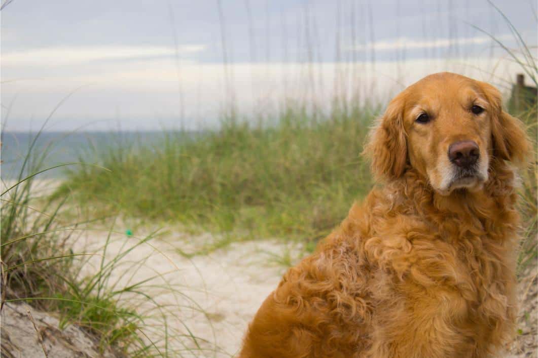 Golden Retriever at the Beach.