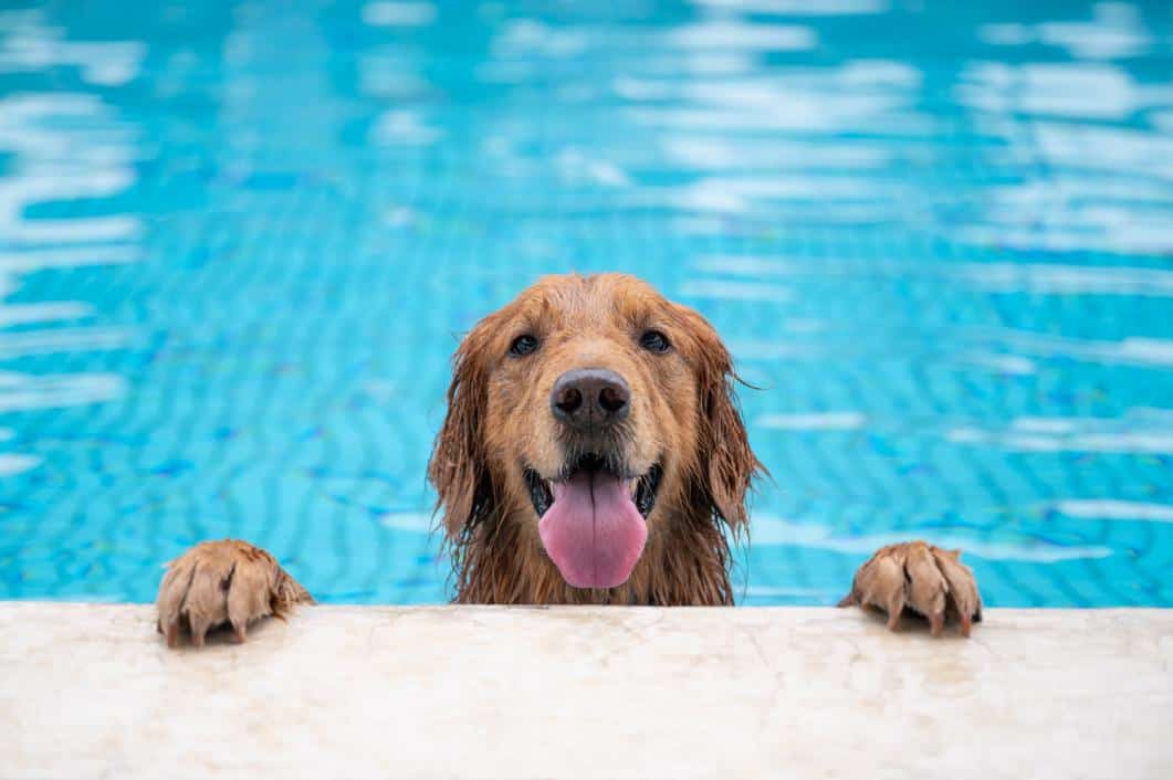 Golden retriever lying by the pool.