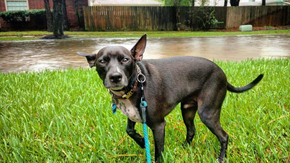 dog in hurricane aftermath.