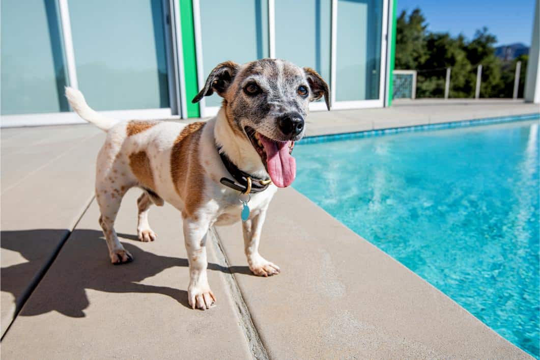 Puppy standing next to the pool.