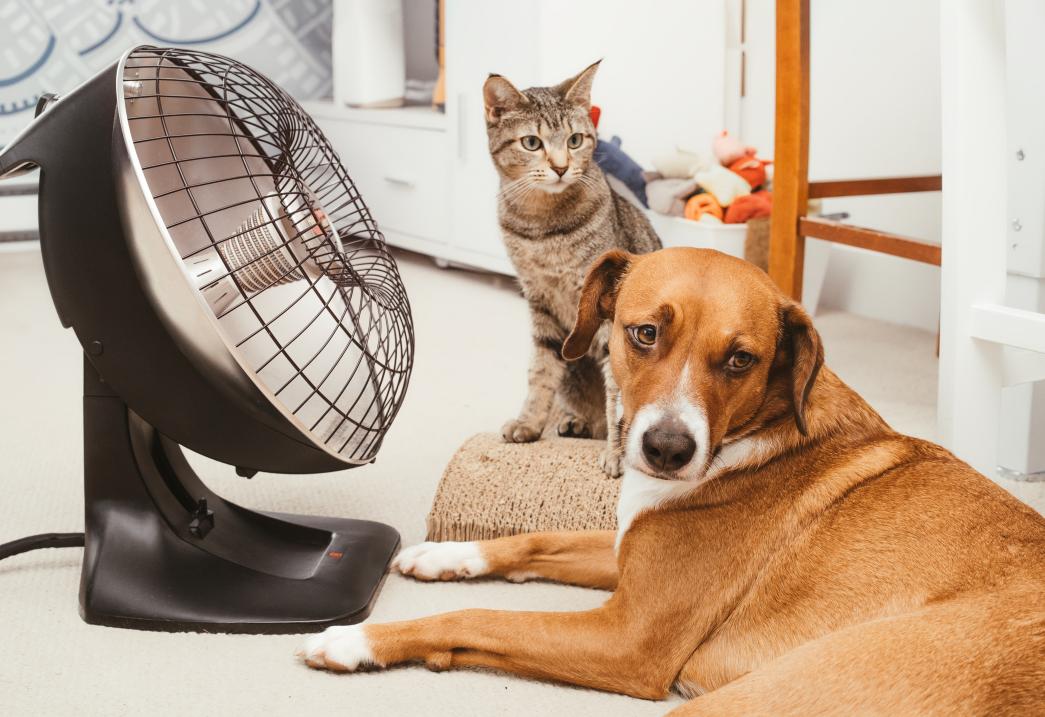 pets and climate safety.