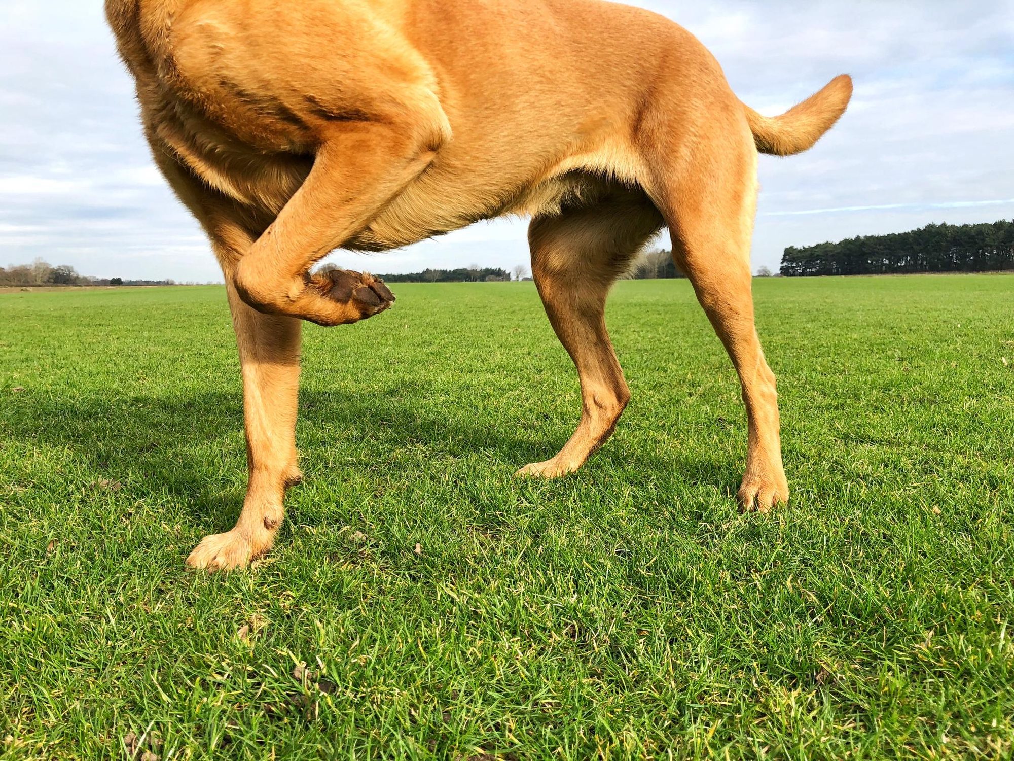 Is Your Dog’s Limp an ACL Tear? Board-Certified Orthopedic Surgery at Caring Paws Is Your Dog’s Limp an ACL Tear? Board-Certified Orthopedic Surgery at Caring Paws