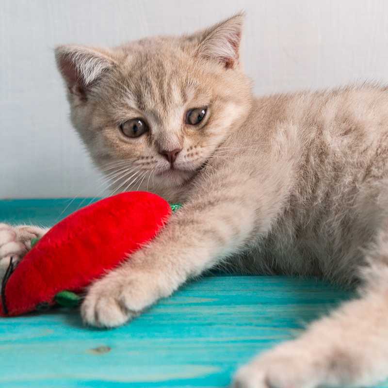 Regenerative Therapy