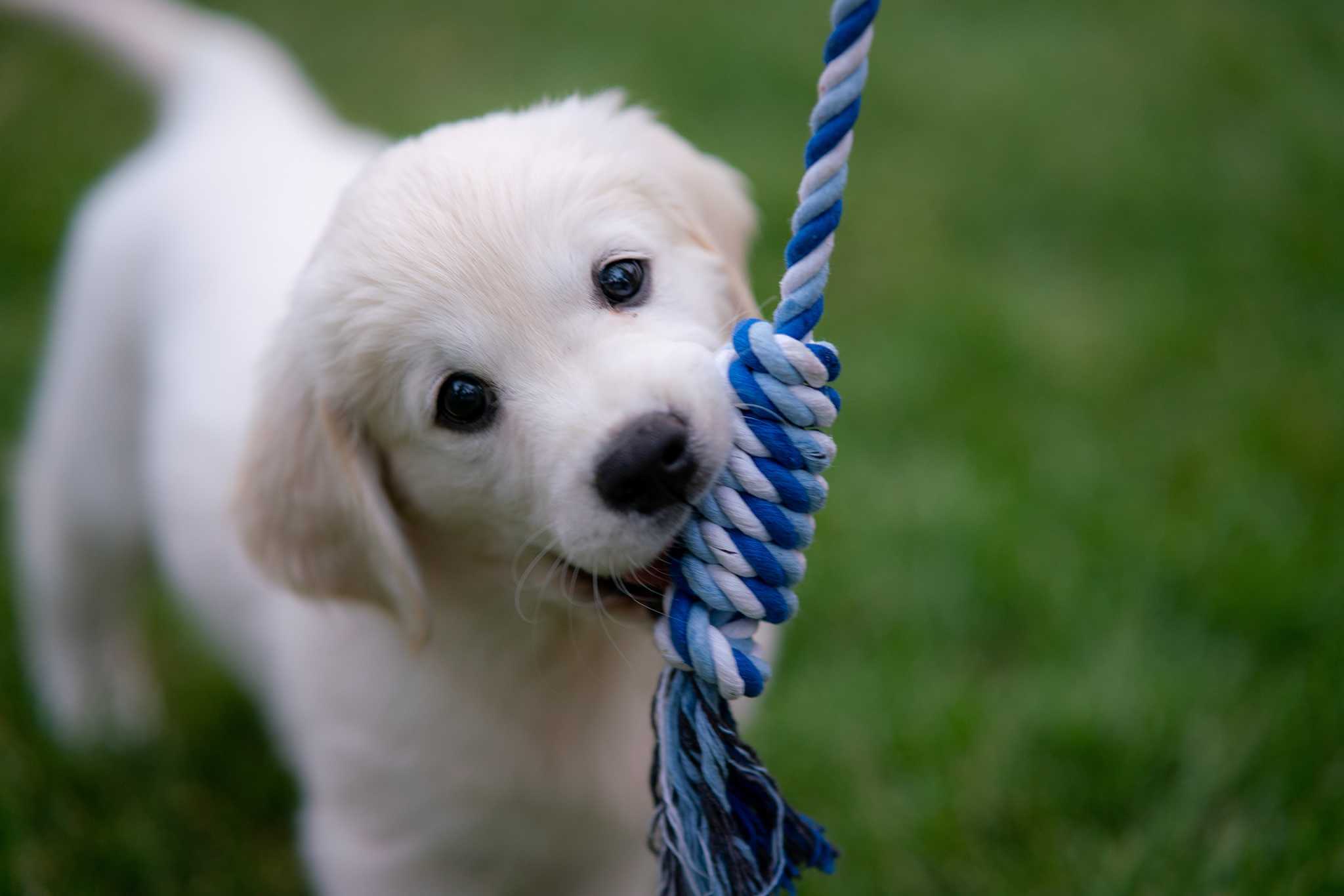 Dog Playing With Toy Dog Playing With Toy