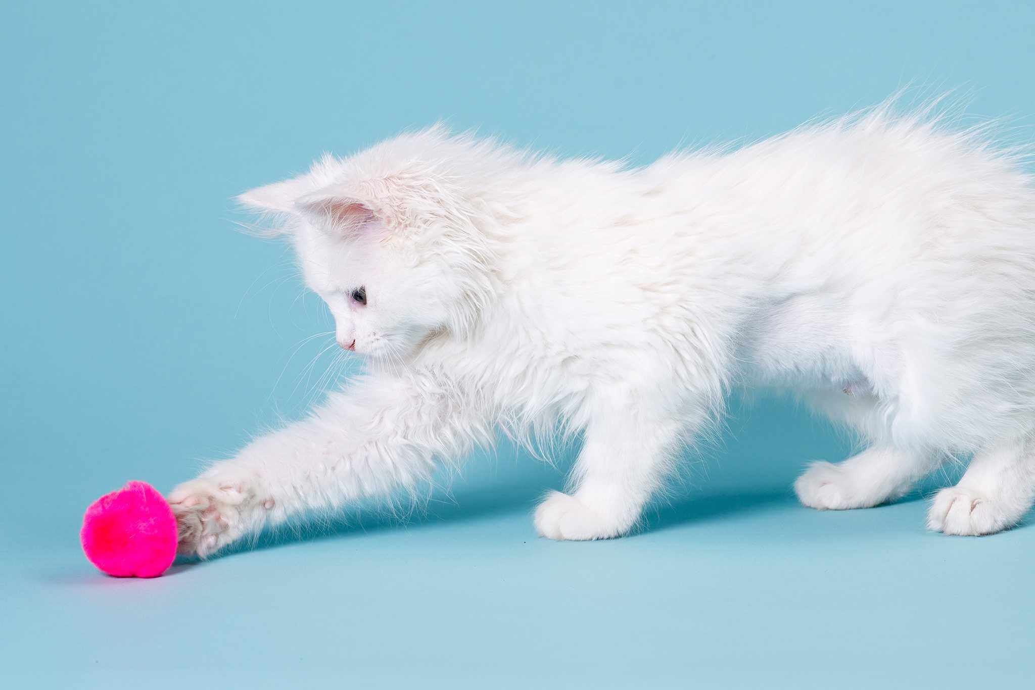 Cat Playing With Toy Cat Playing With Toy