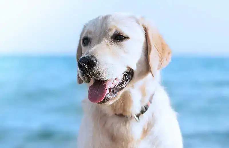 A dog on the beach