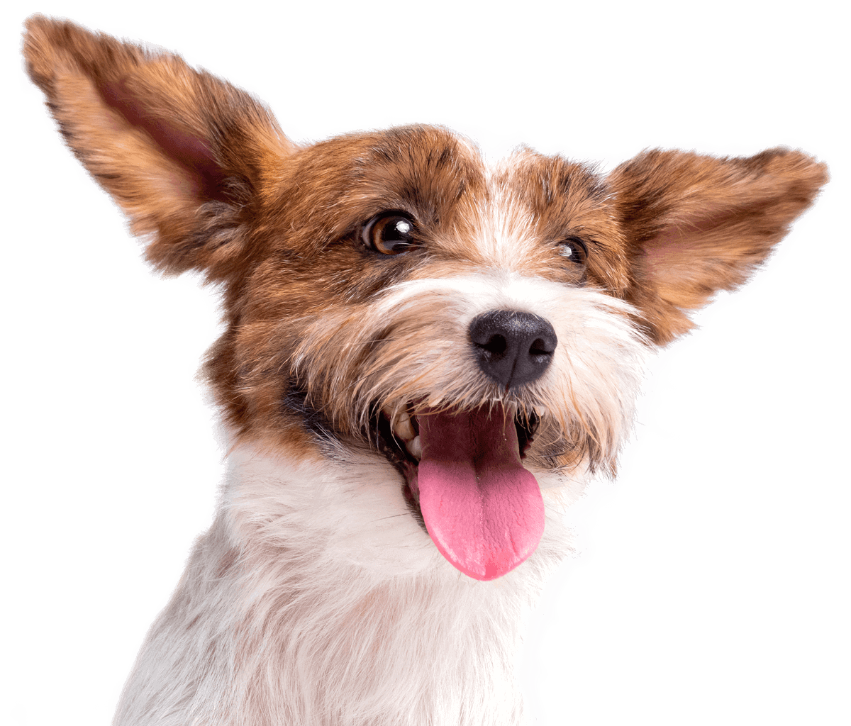 Happy Dog with Big Ears