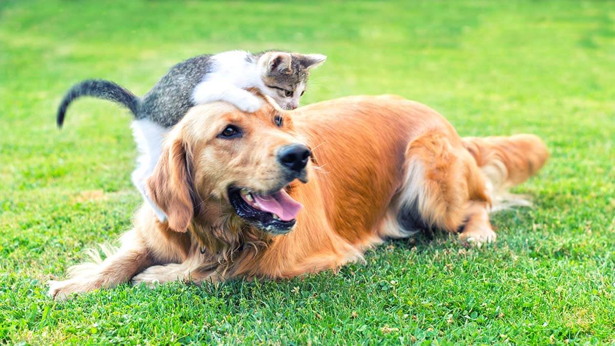 Dog and cat outside