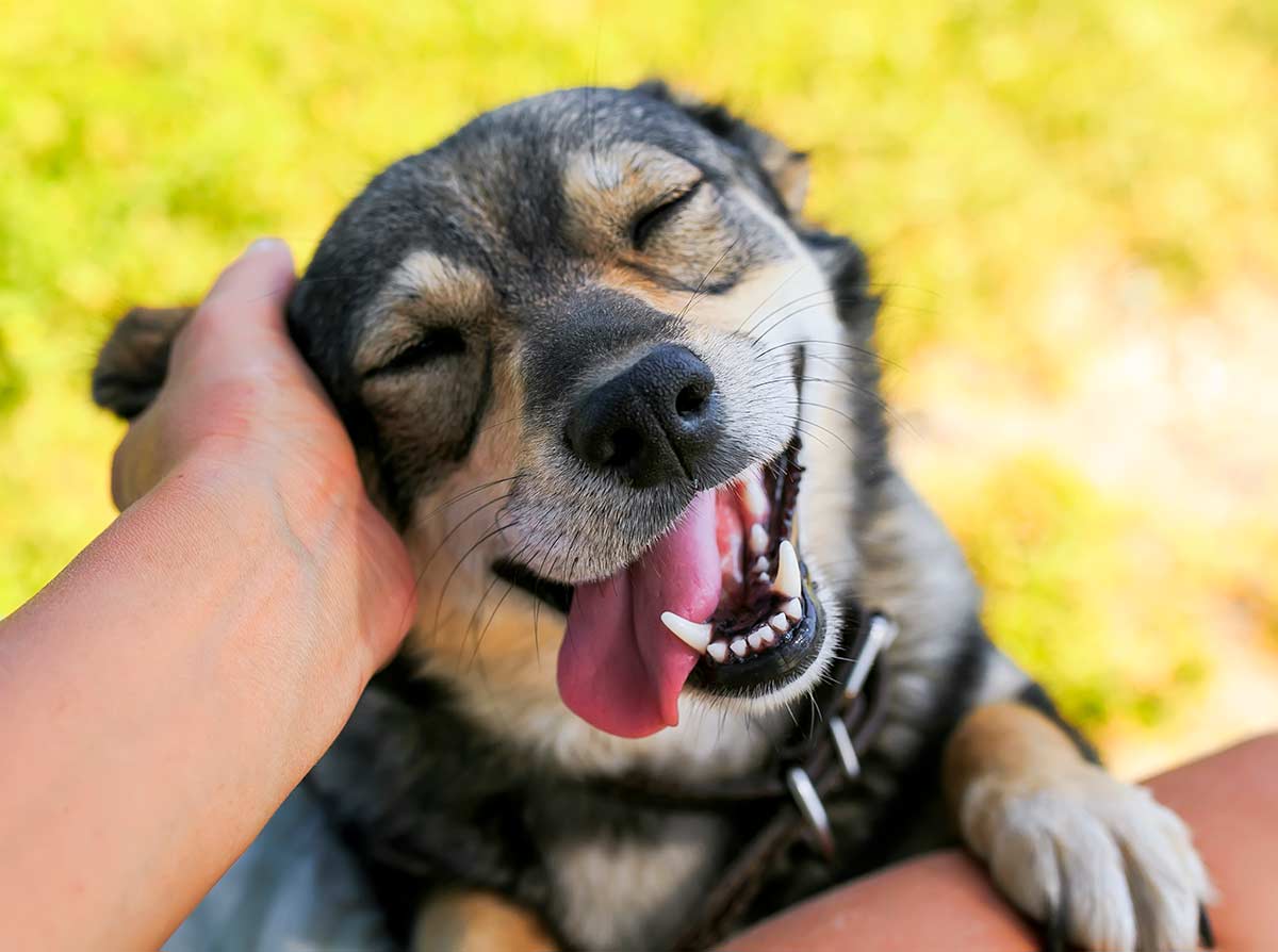 Happy dog smiling