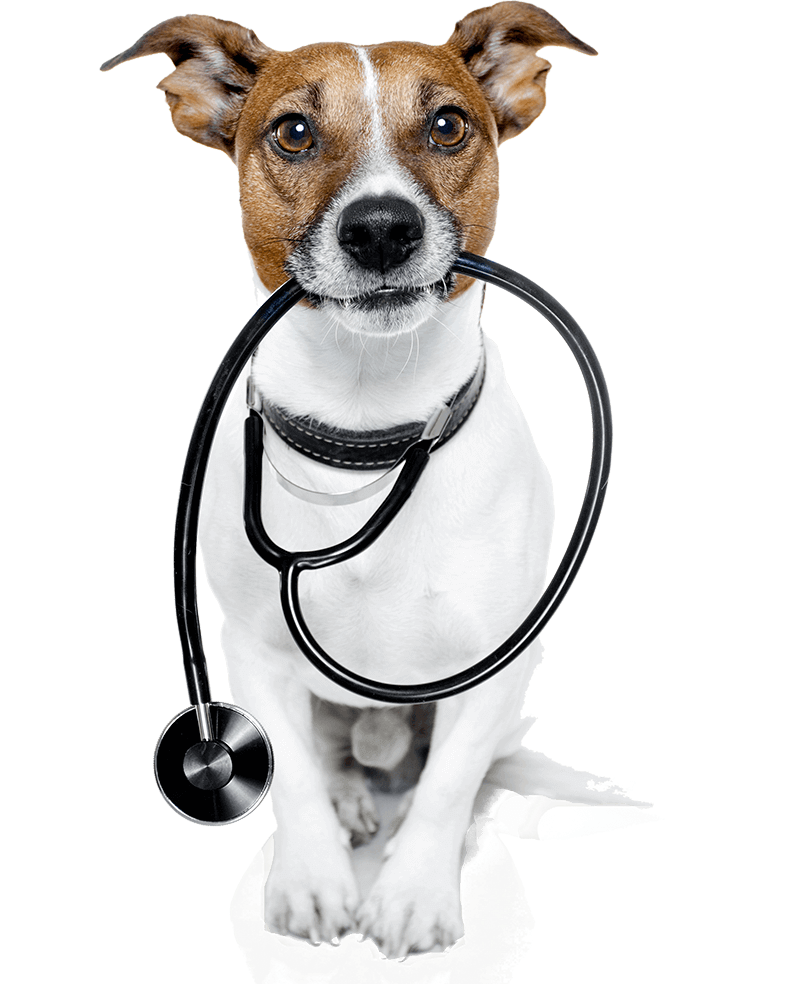 Dog with Stethoscope Dog with Stethoscope