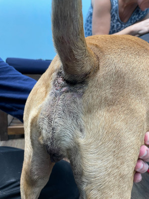 dog after laser therapy