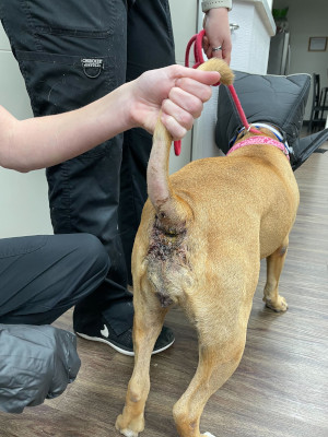 dog before laser therapy