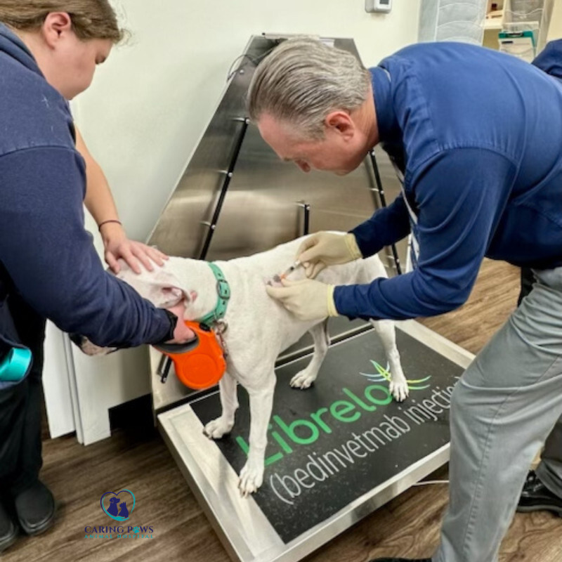 Dog getting regenerative therapy