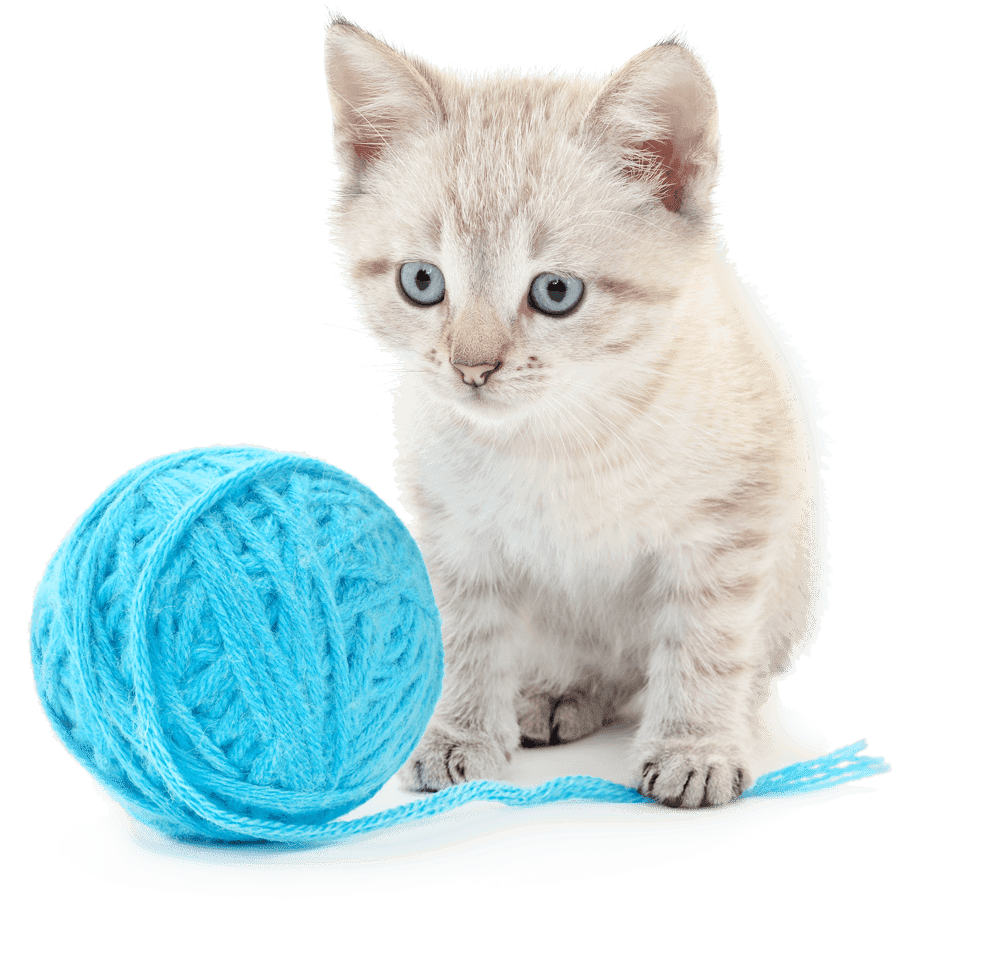 Kitten with yarn Kitten with yarn
